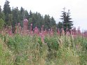 IMG_a039 Fireweed - when bloom gets to the top, summer is over